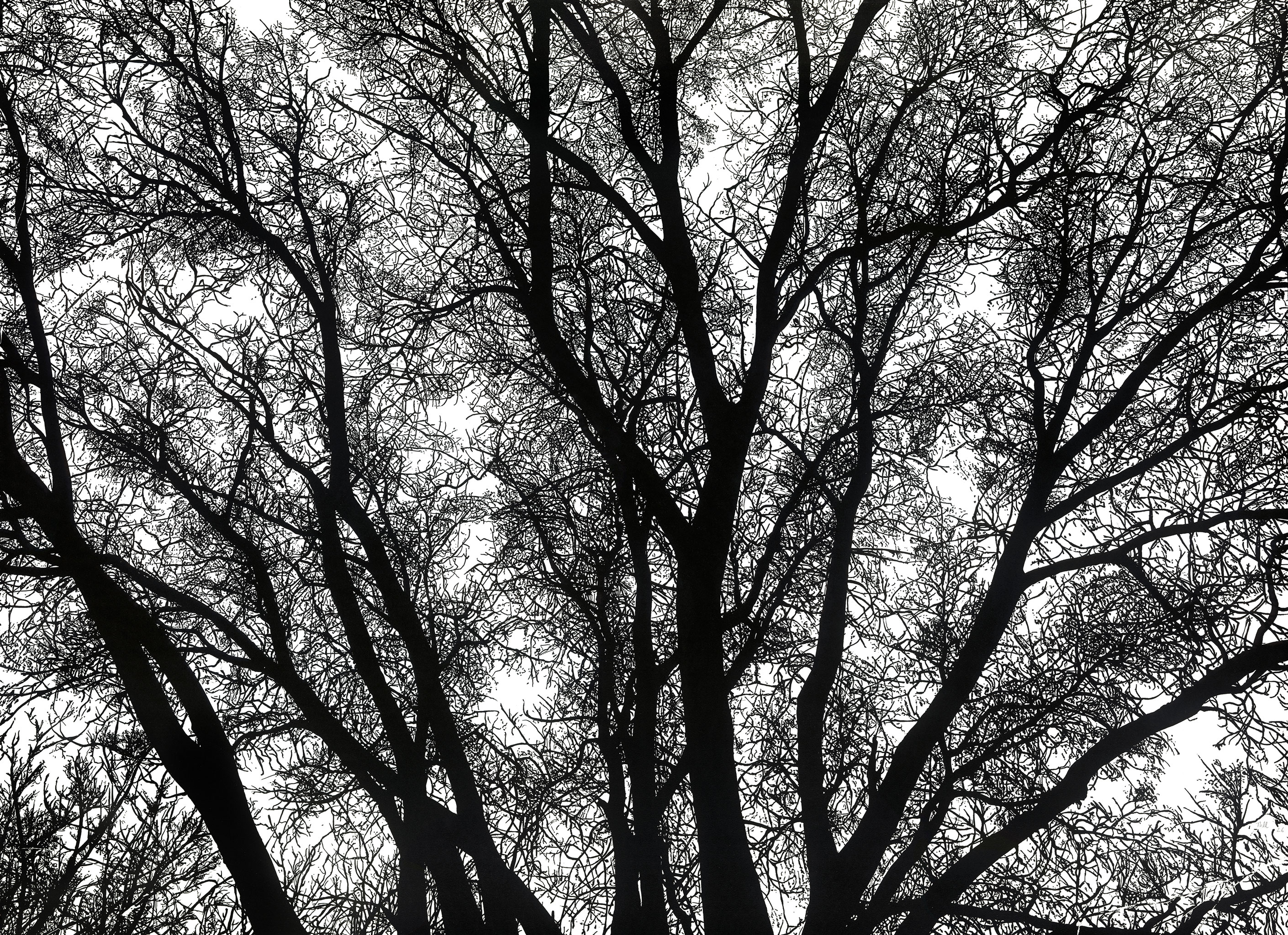 Thomas L�VY-LASNE - Les Arbres (tirage noir et blanc), 2026