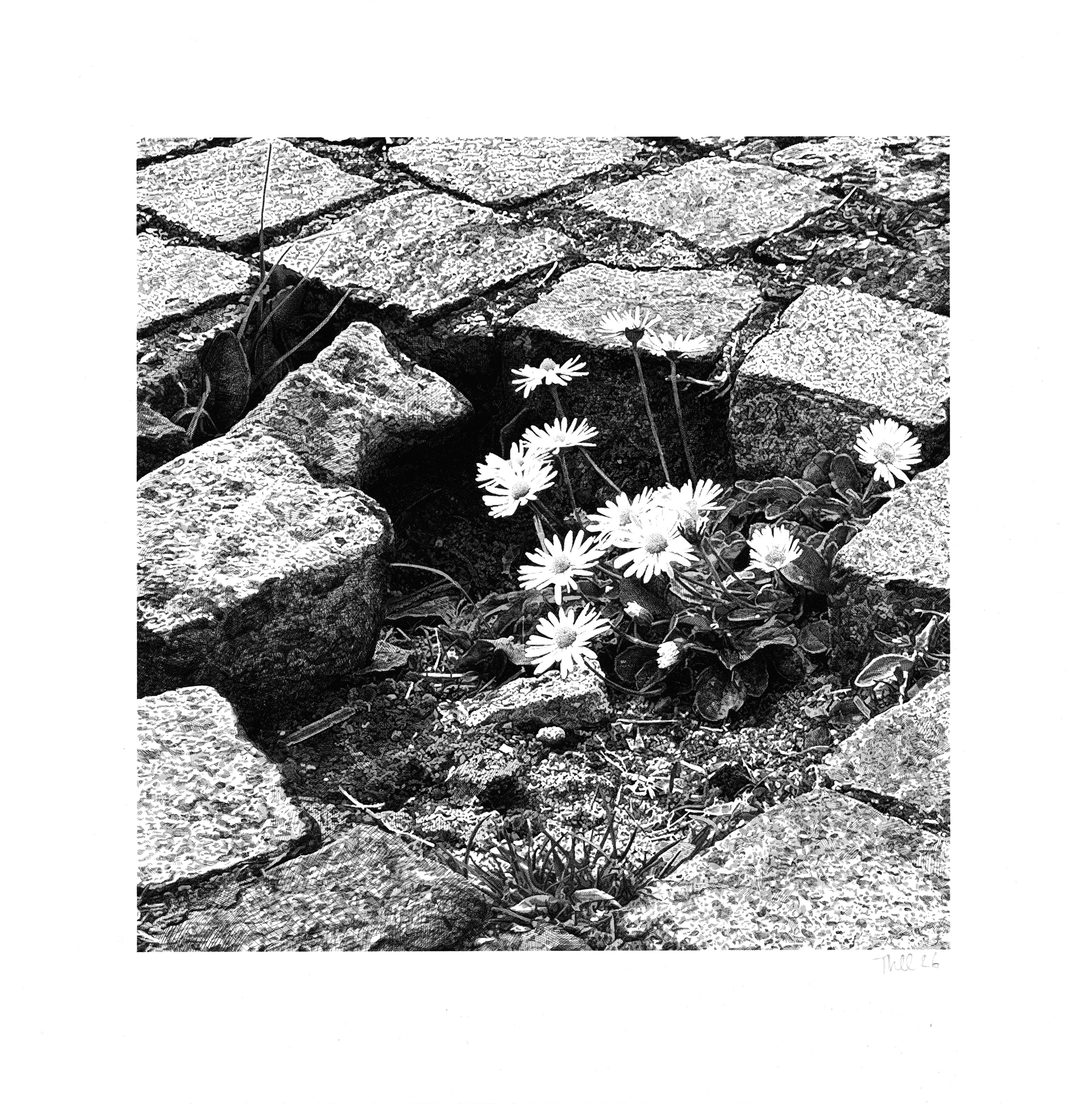 Thomas L�VY-LASNE - Les p&acirc;querettes (25 x 25 cm), 2025-2026