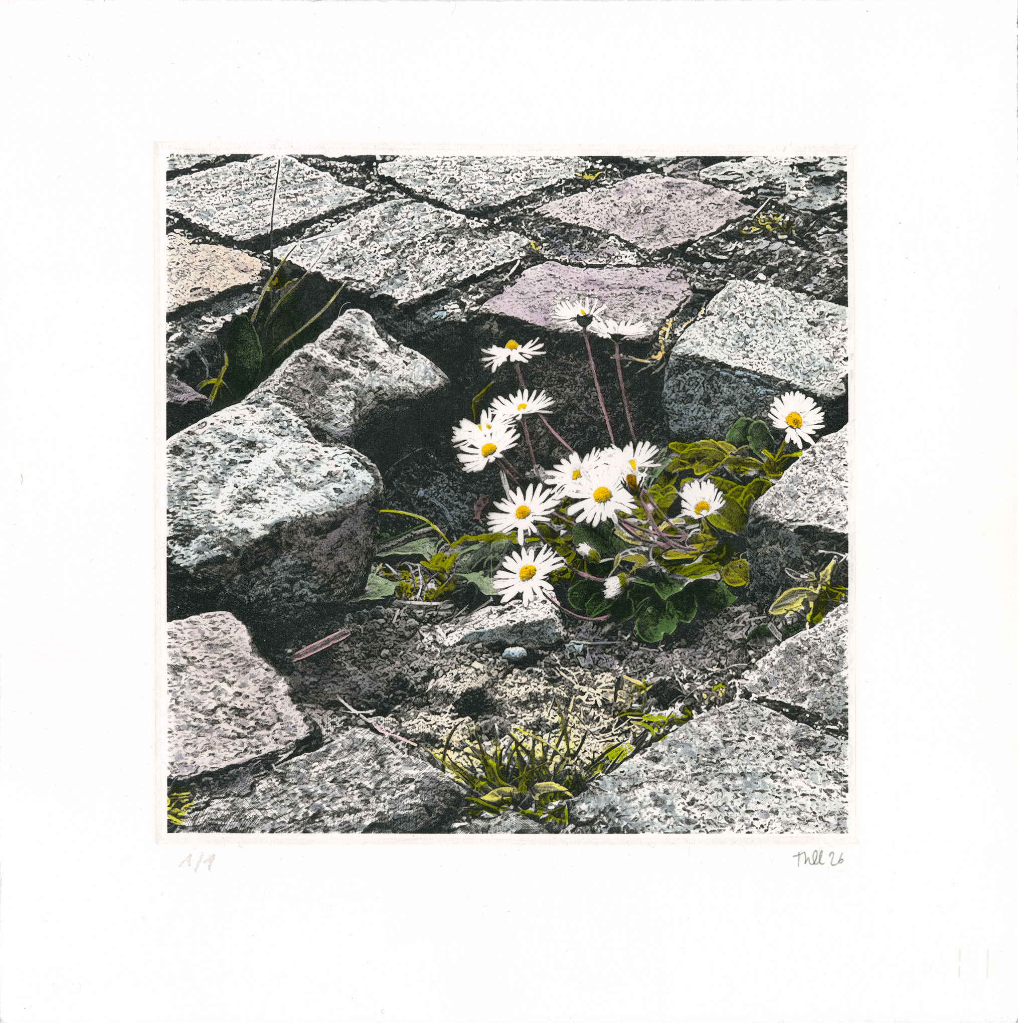 Thomas L�VY-LASNE - Les p&acirc;querettes - tirage rehauss&eacute;, 2025-2026